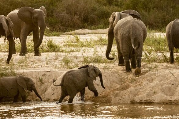 MalaMala Game Reserve